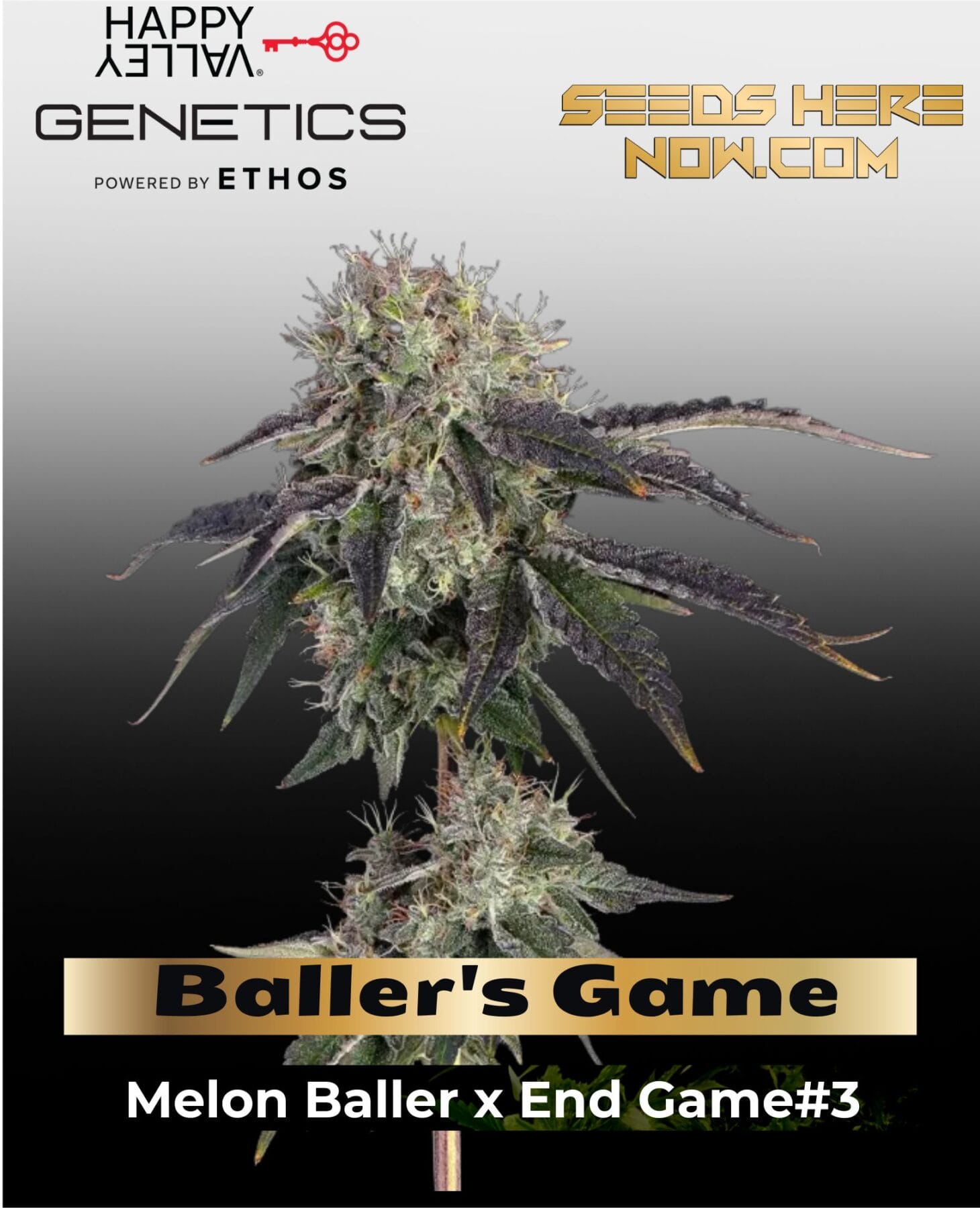 Baller's Game (Feminized) - Happy Valley Genetics