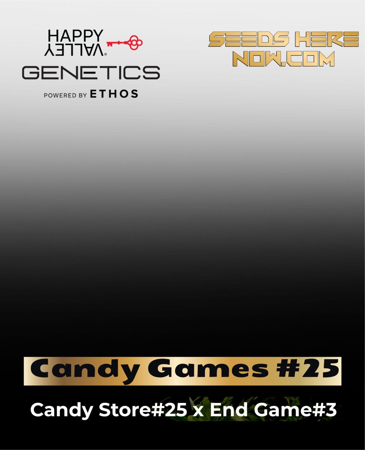 Candy Games #25 (Feminized) - Happy Valley Genetics