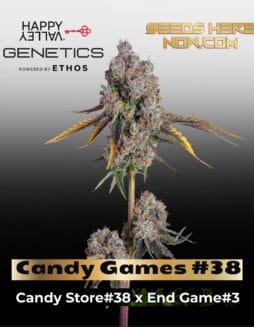 Candy Games #38 (Feminized) (space) Happy Valley Genetics