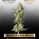 Downtown Haze (Feminized) - Happy Valley Genetics