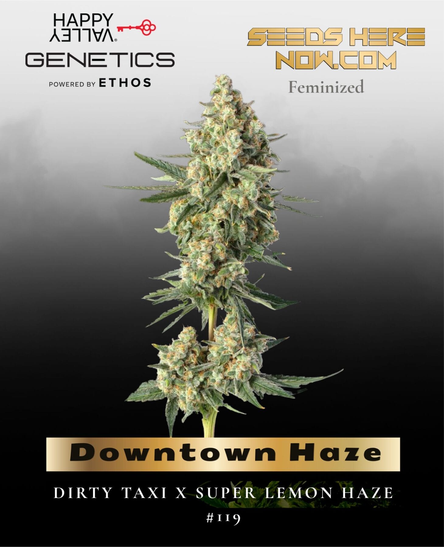 Downtown Haze Feminized Seeds - Happy Valley Genetics