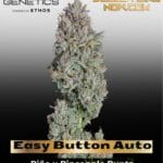 Easy Button Auto (Feminized) - Happy Valley Genetics
