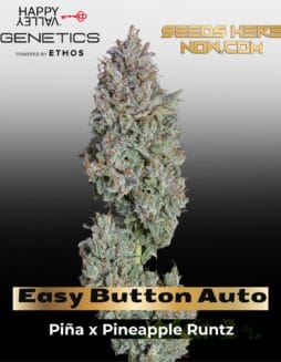 Easy Button Auto (Feminized) (space) Happy Valley Genetics