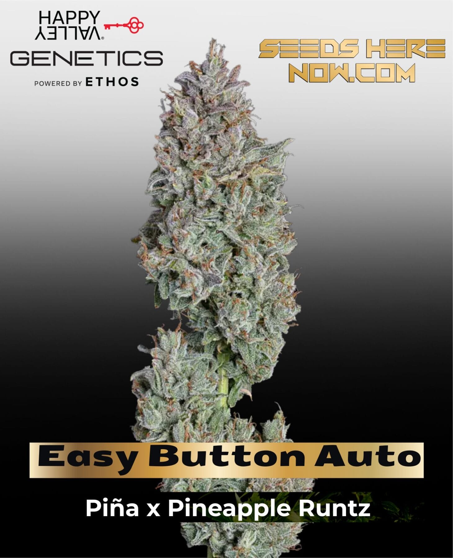 Easy Button Auto (Feminized) - Happy Valley Genetics