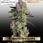 Equilibrium (Feminized) - Happy Valley Genetics
