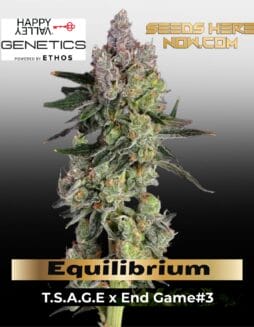 Equilibrium (Feminized) (space) Happy Valley Genetics