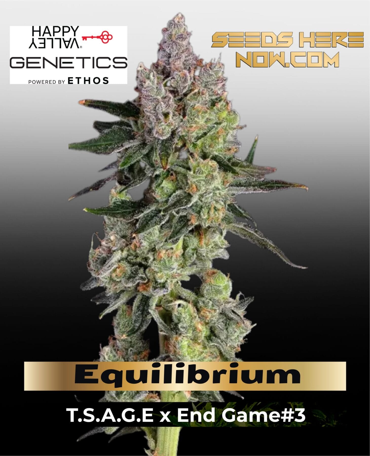 Equilibrium (Feminized) - Happy Valley Genetics