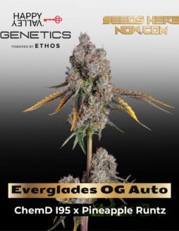 Everglades OG Auto (Feminized) (space) Happy Valley Genetics