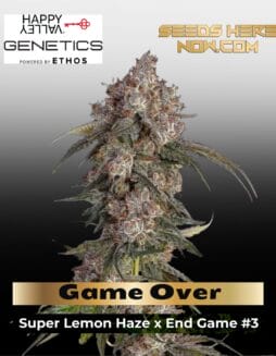 Game Over (Feminized) (space) Happy Valley Genetics