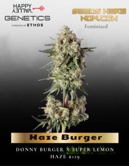 Haze Burger Feminized Seeds (space) Happy Valley Genetics