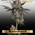 Knockout (Feminized) - Happy Valley Genetics