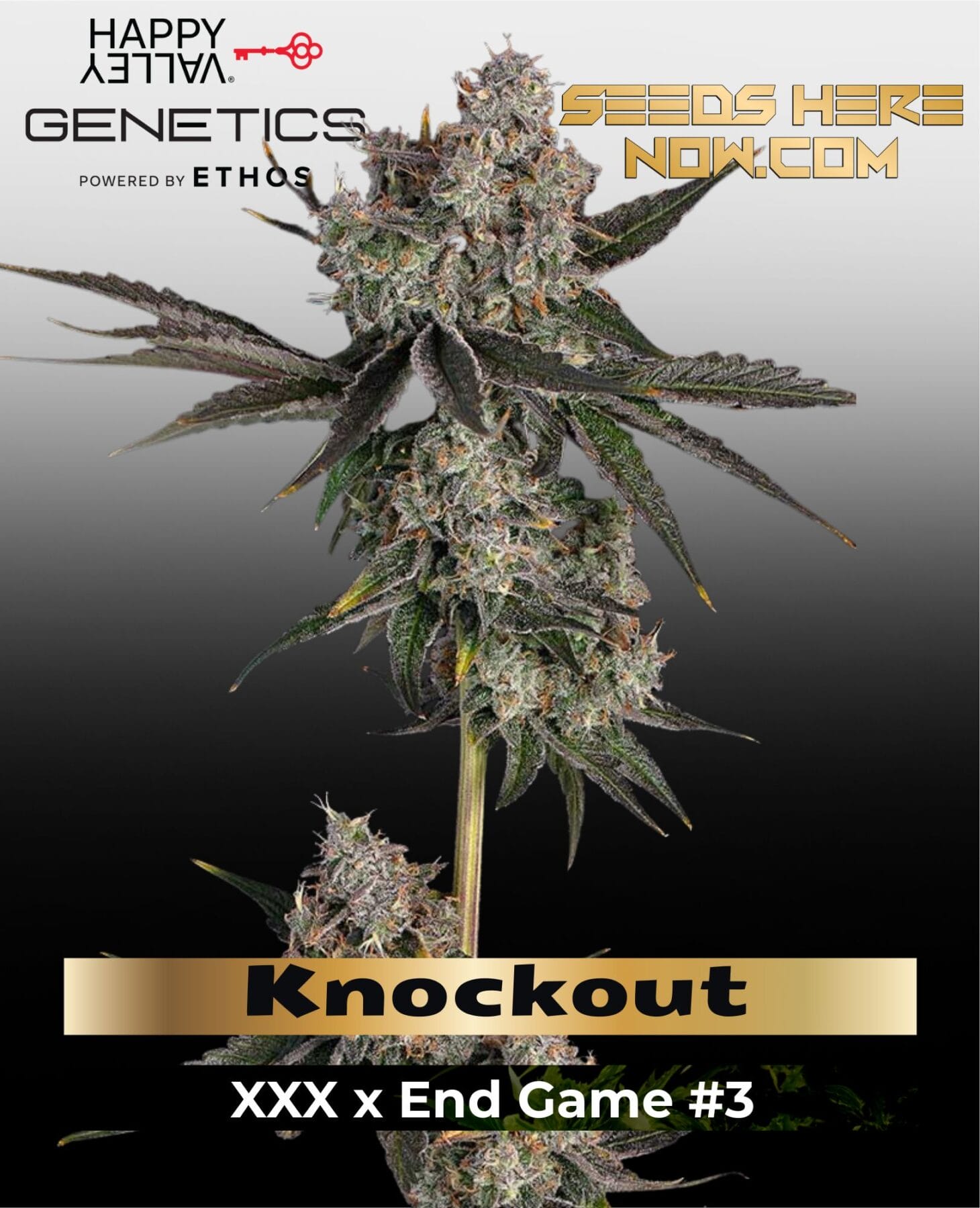 Knockout Feminized Seeds - Happy Valley Genetics