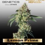 Lemon Prime (Feminized) - Happy Valley Genetics