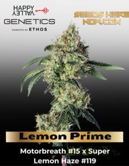 Lemon Prime Feminized Seeds (space) Happy Valley Genetics