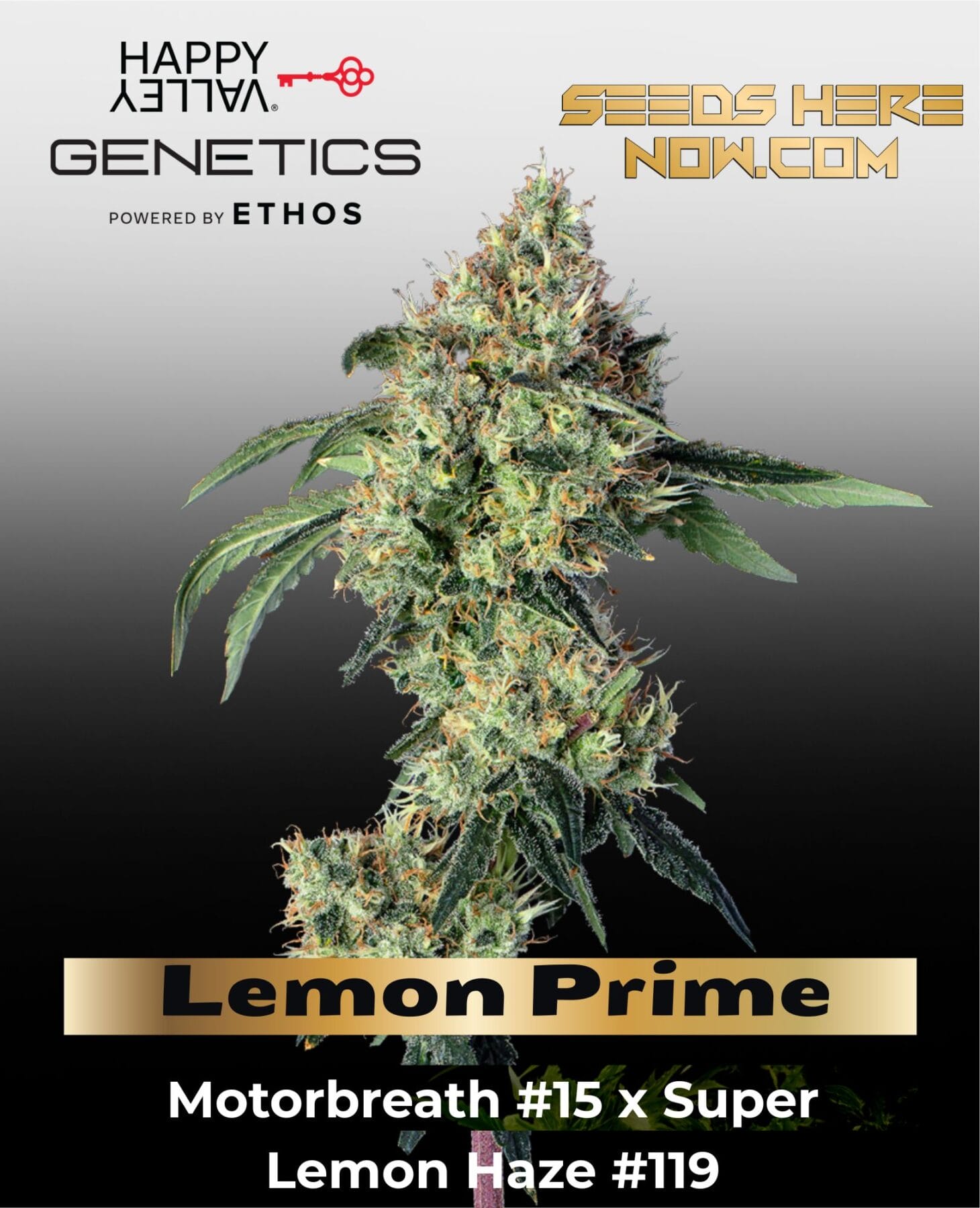 Lemon Prime Feminized Seeds - Happy Valley Genetics