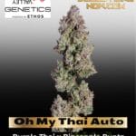 Oh My Thai Auto (Feminized) - Happy Valley Genetics
