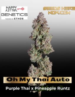 Oh My Thai Auto (Feminized) (space) Happy Valley Genetics