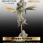 Overtime (Feminized) - Happy Valley Genetics