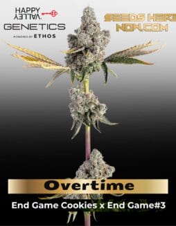 Overtime (Feminized) (space) Happy Valley Genetics