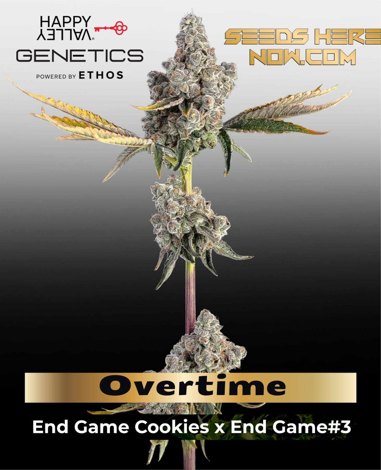 Overtime (Feminized) - Happy Valley Genetics