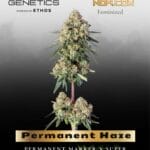 Permanent Haze (Feminized) - Happy Valley Genetics