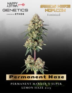 Permanent Haze Feminized Seeds (space) Happy Valley Genetics