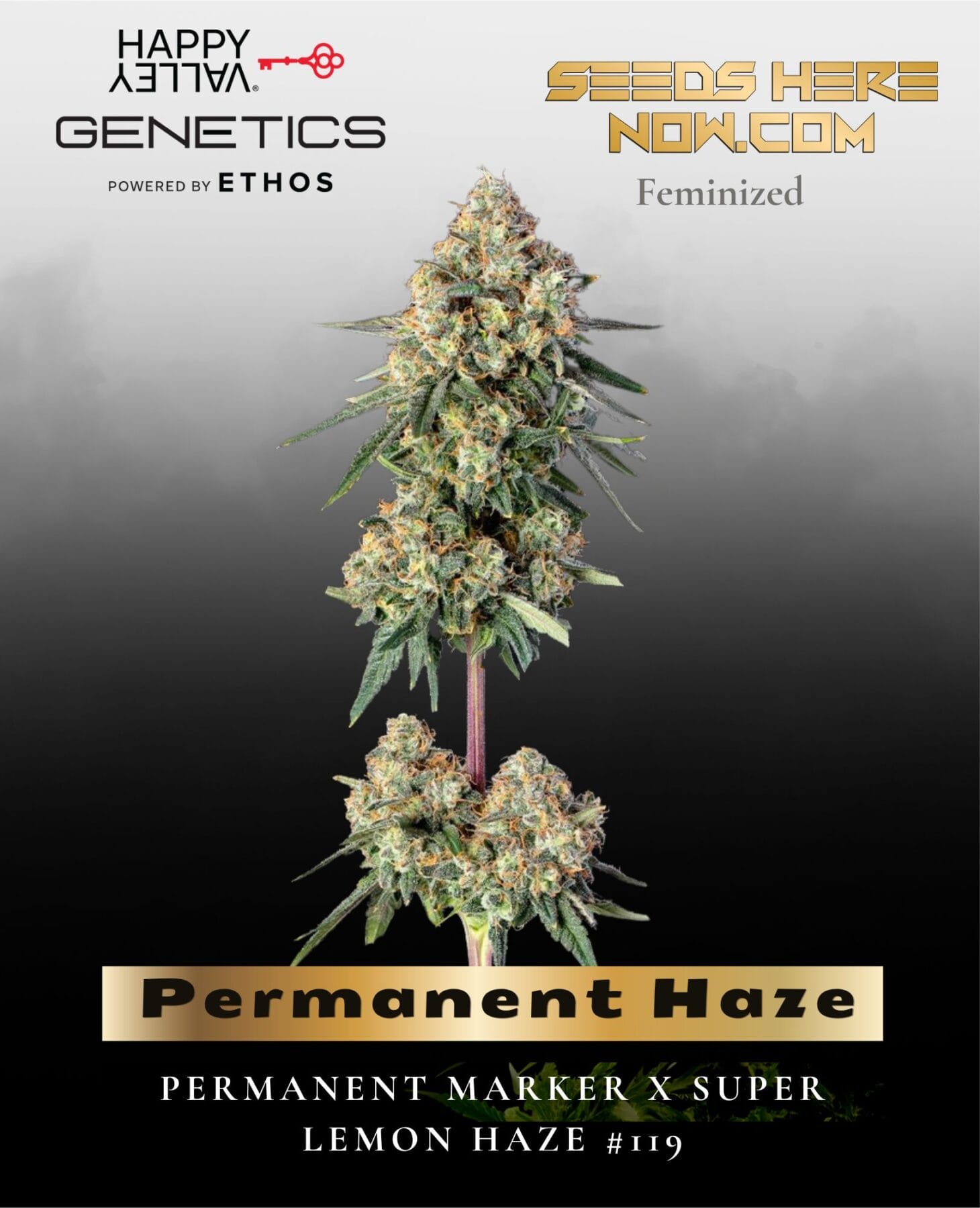 Permanent Haze Feminized Seeds - Happy Valley Genetics