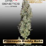 Pineapple Daddy Auto (Feminized) - Happy Valley Genetics