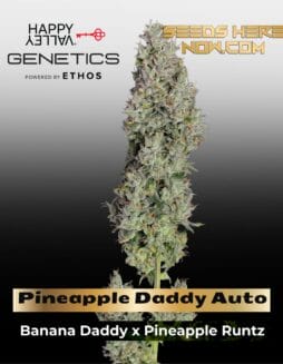 Pineapple Daddy Auto (Feminized) (space) Happy Valley Genetics