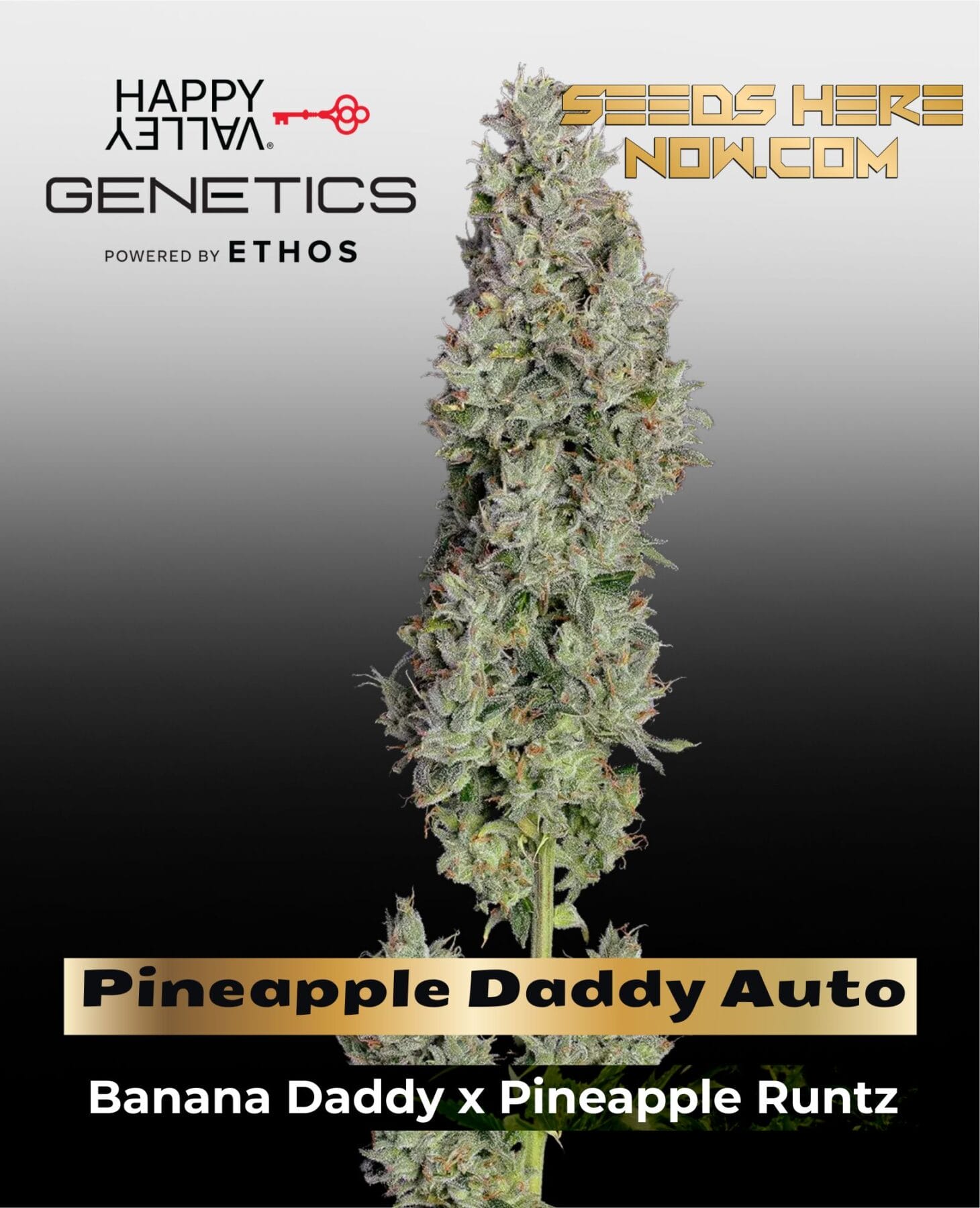 Pineapple Daddy Auto (Feminized) - Happy Valley Genetics