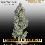 Pineapple Diesel Auto (Feminized) - Happy Valley Genetics