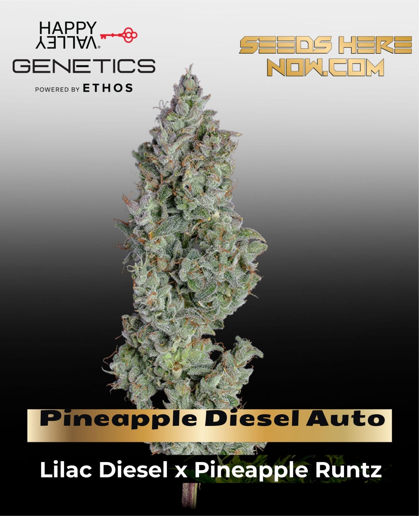 Pineapple Diesel Auto (Feminized) - Happy Valley Genetics