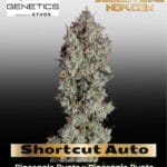 Shortcut Auto (Feminized) - Happy Valley Genetics