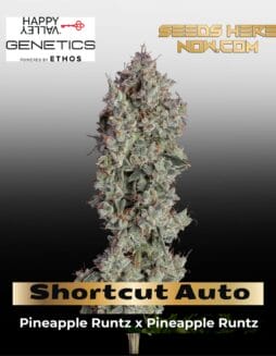 Shortcut Auto (Feminized) (space) Happy Valley Genetics