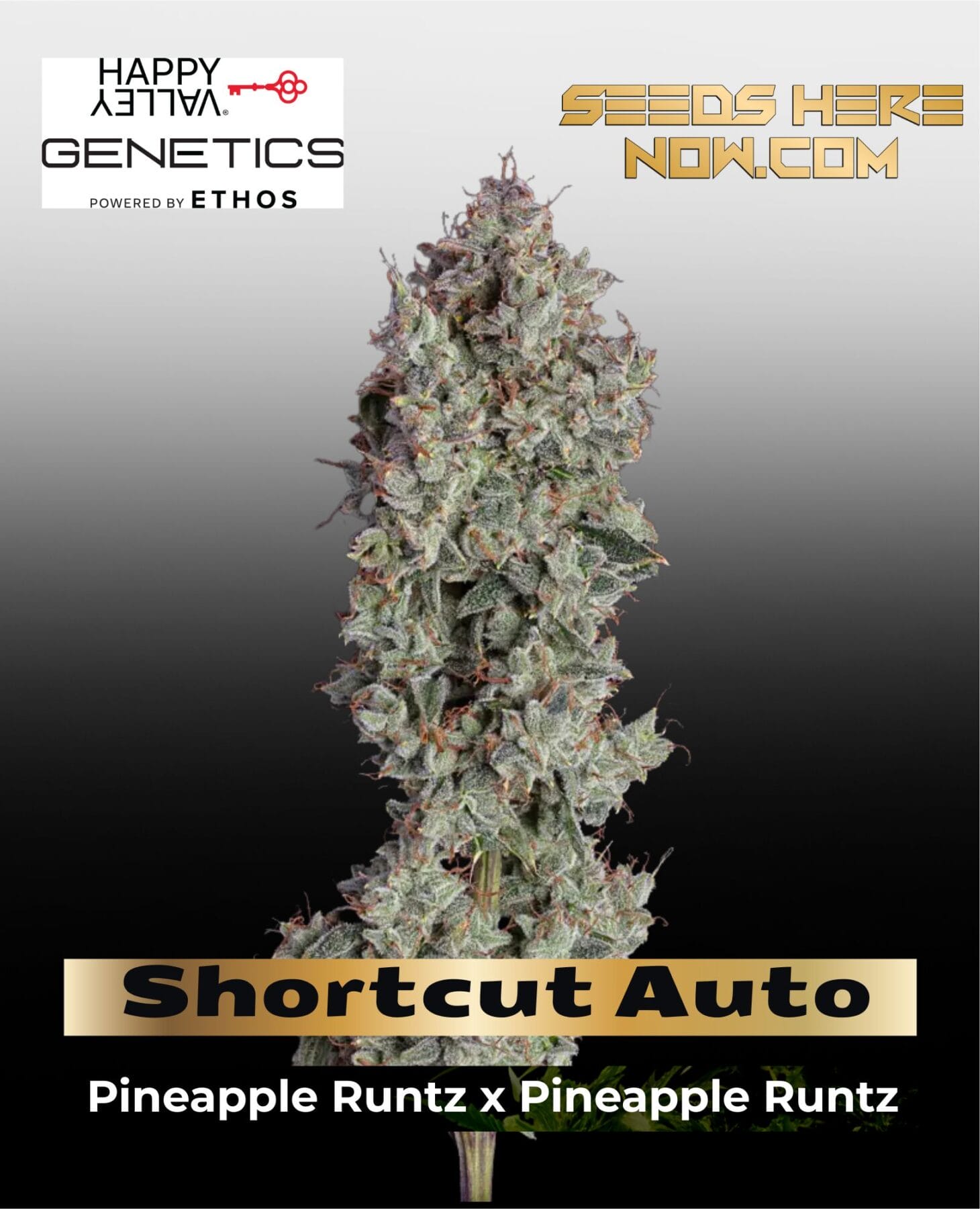 Shortcut Auto (Feminized) - Happy Valley Genetics