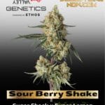 Sour Berry Shake (Feminized) - Happy Valley Genetics