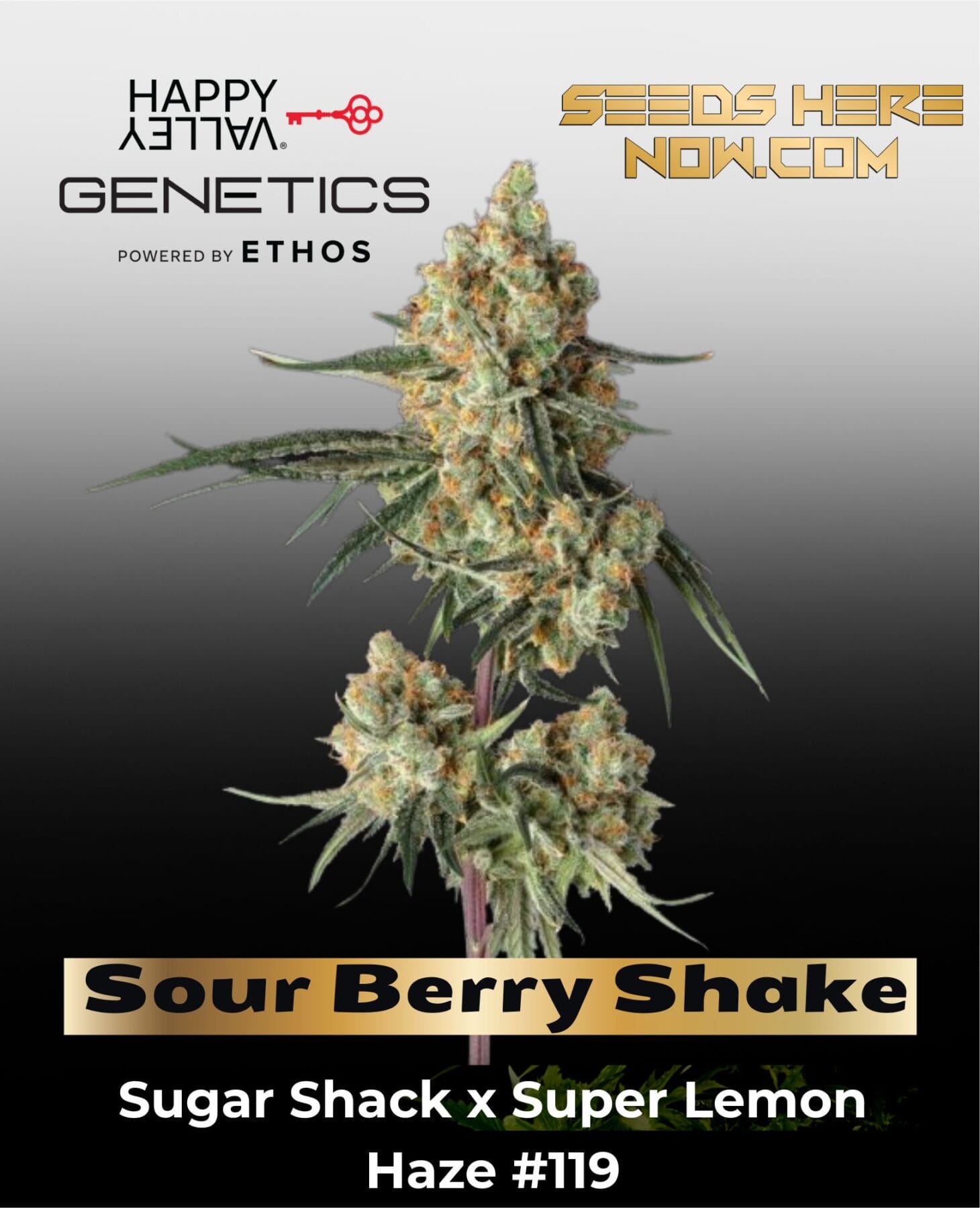 Sour Berry Shake Feminized Seeds - Happy Valley Genetics