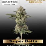 Super Belts (Feminized) - Happy Valley Genetics