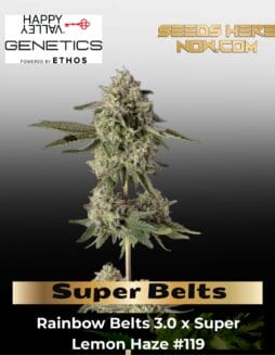 Super Belts Feminized Seeds (space) Happy Valley Genetics