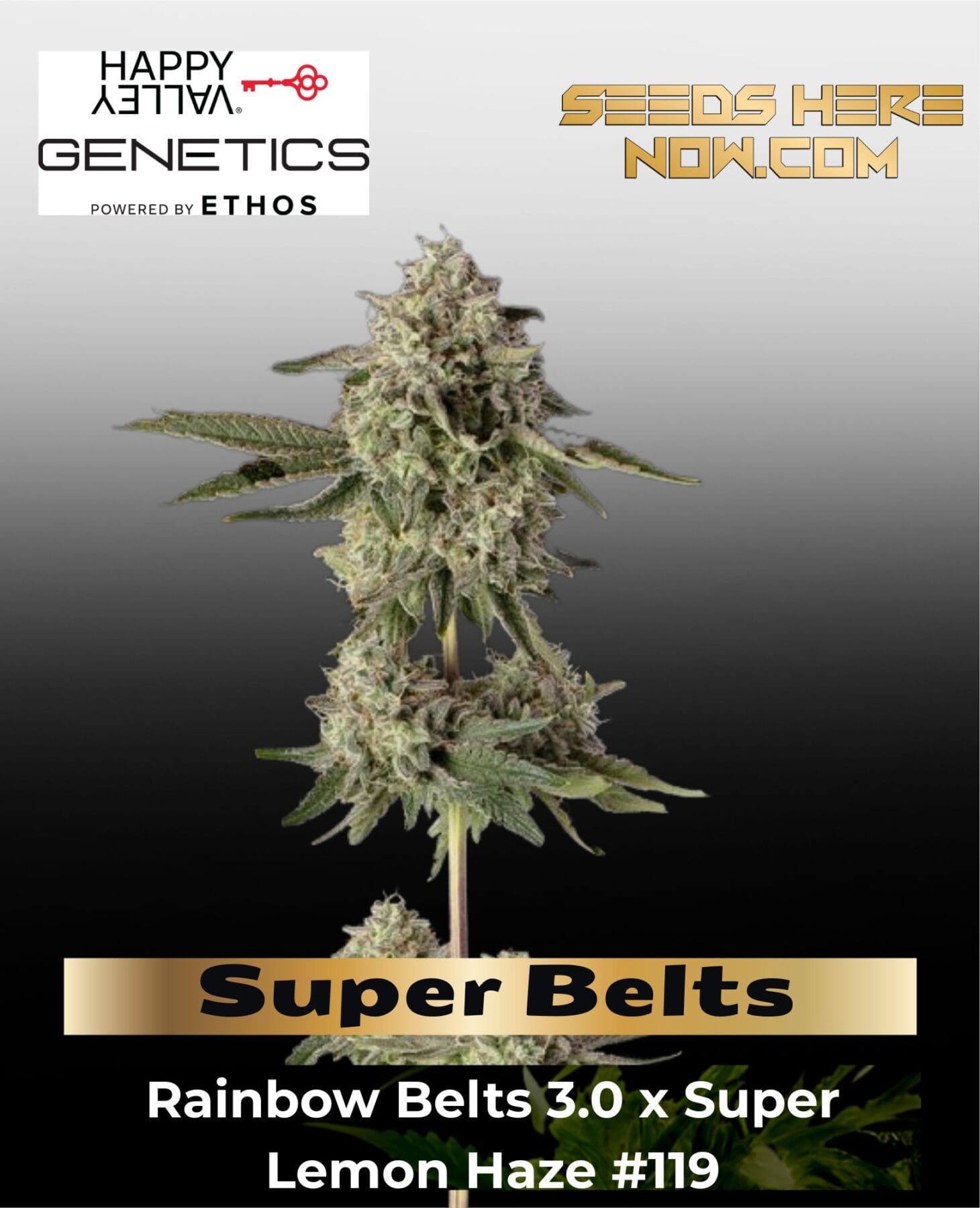 Super Belts Feminized Seeds - Happy Valley Genetics