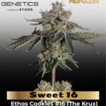 Sweet 16 (Feminized) - Happy Valley Genetics