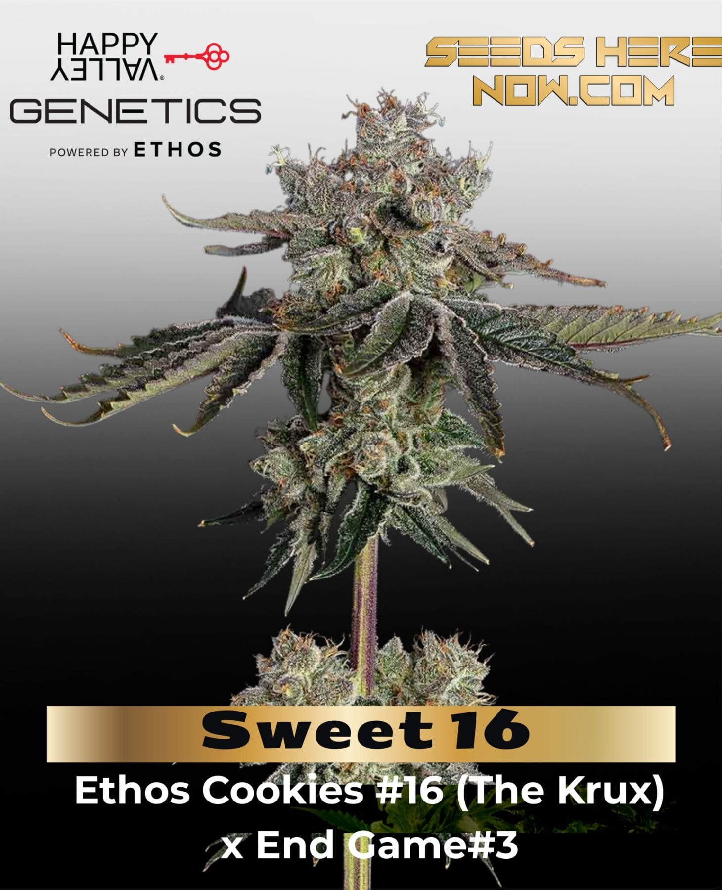 Sweet 16 (Feminized) - Happy Valley Genetics