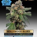 Hollywood Blues (Feminized) - Blue Star Seed Co