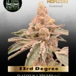 33rd Degree (Feminized) - In House Genetics