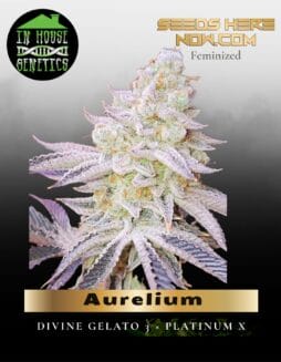 Aurelium (Feminized) (space) In House Genetics