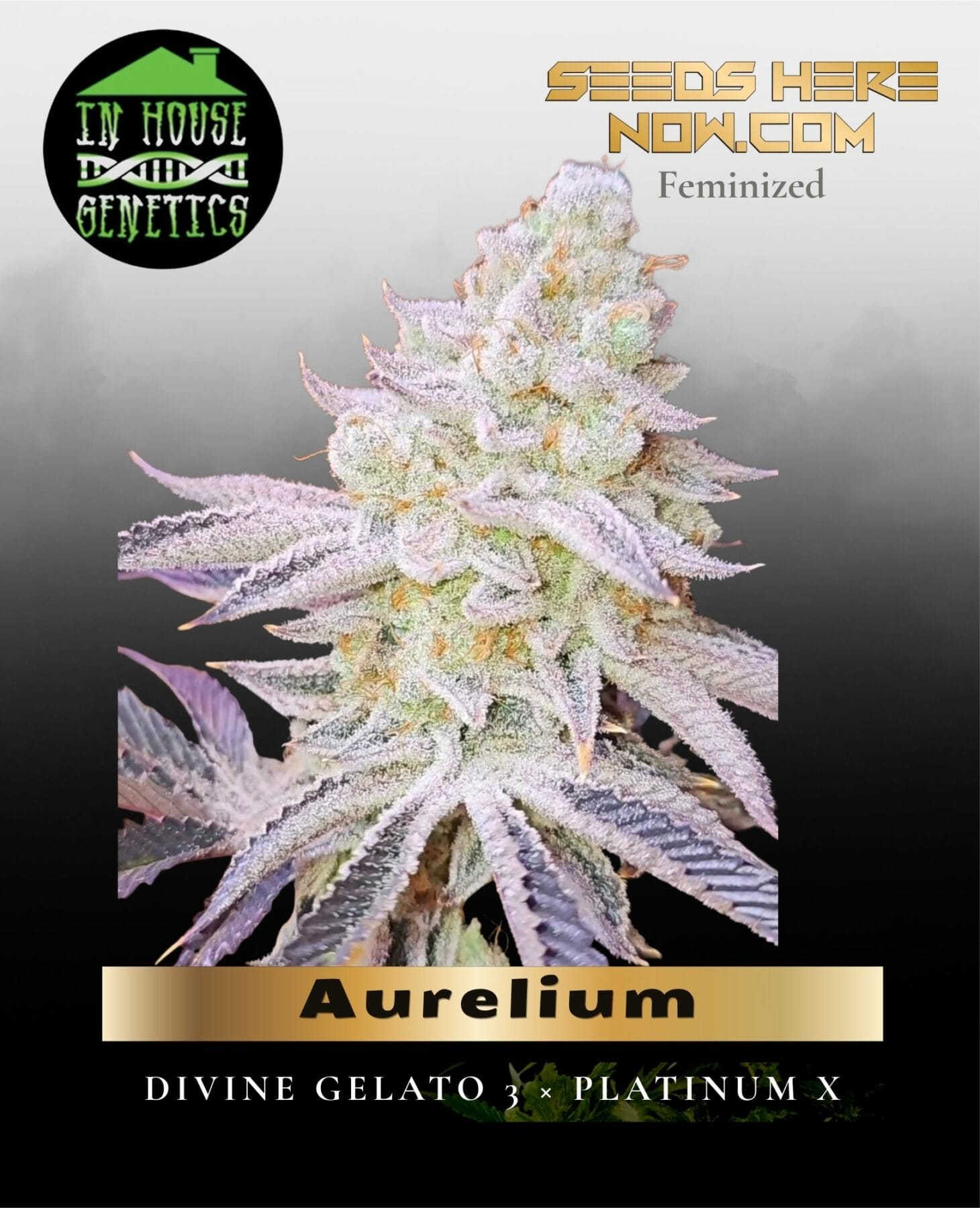 Aurelium (Feminized) - In House Genetics