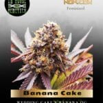 Banana Cake (Feminized) - In House Genetics