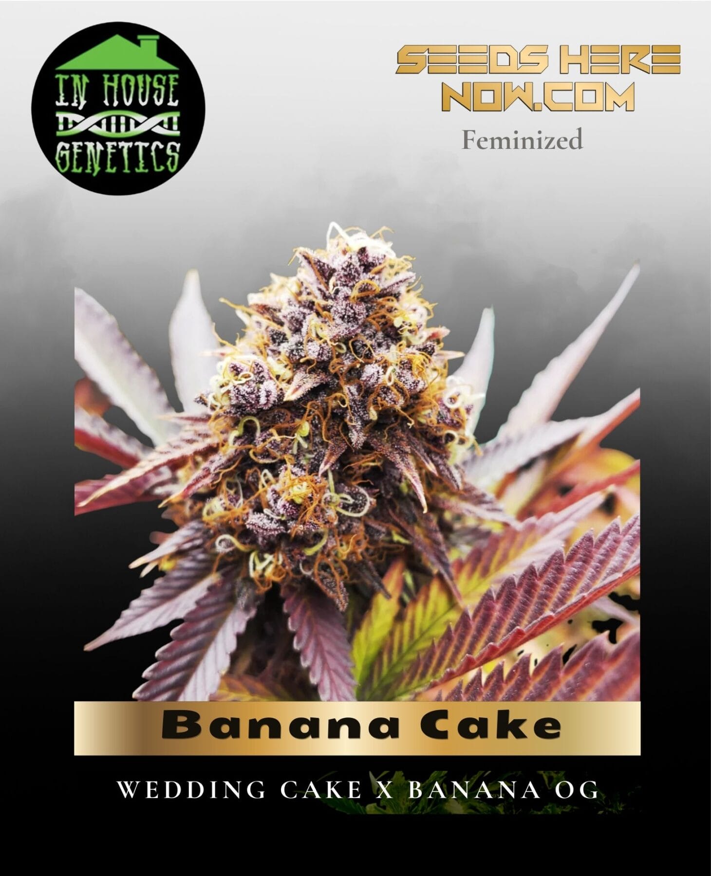 Banana Cake (Feminized) - In House Genetics
