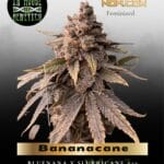 Bananacane (Feminized) - In House Genetics