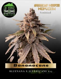 Bananacane (Feminized) (space) In House Genetics